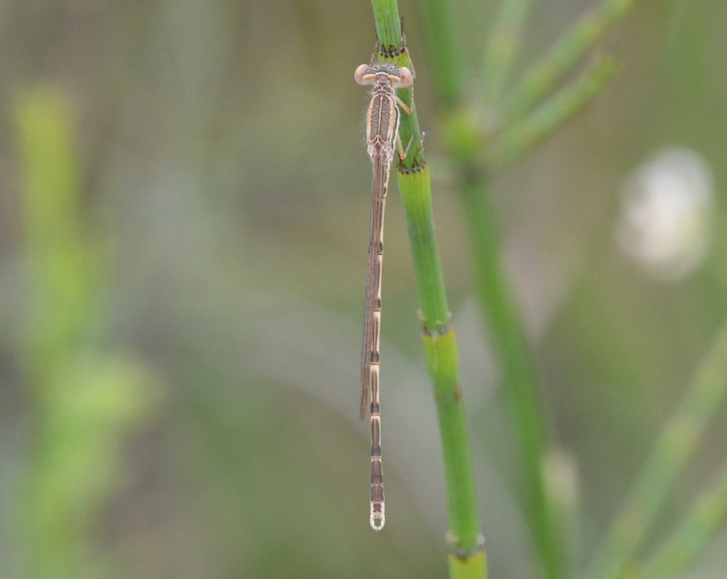 Sympecma  fusca